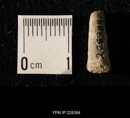 Pseudorthoceras knoxense