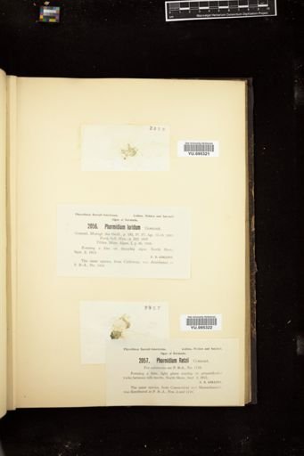 Phormidium retzii