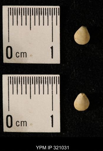 Dielasma elongatum