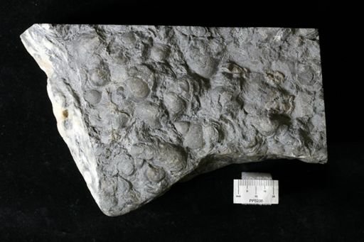 Aplocoma damesii