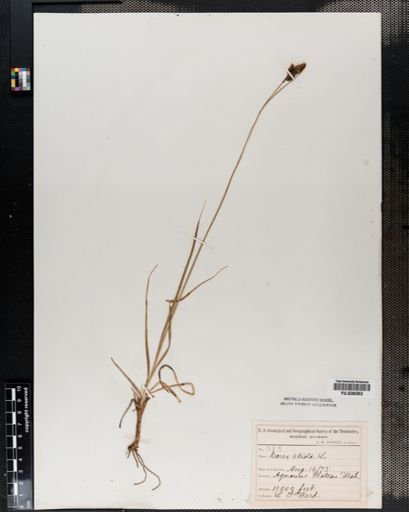 Carex