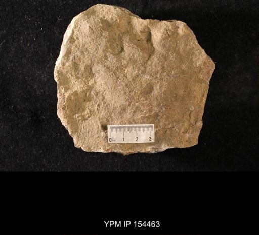 Dendrocrinus dyeri