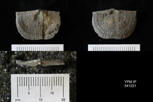 Schuchertella sp.