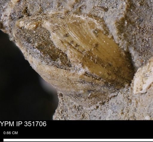 Limopsis striatopunctatus