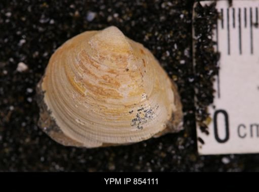 Limopsis striatopunctatus
