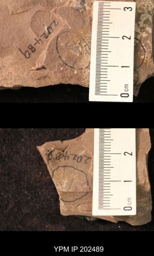 Holcoptera giebeli