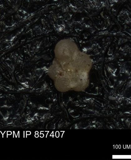 undet. Foraminiferida