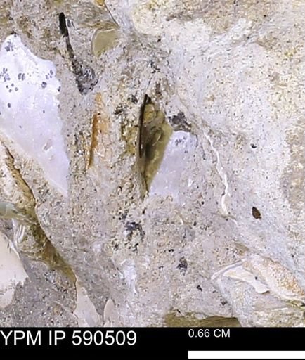 undet. Mollusca