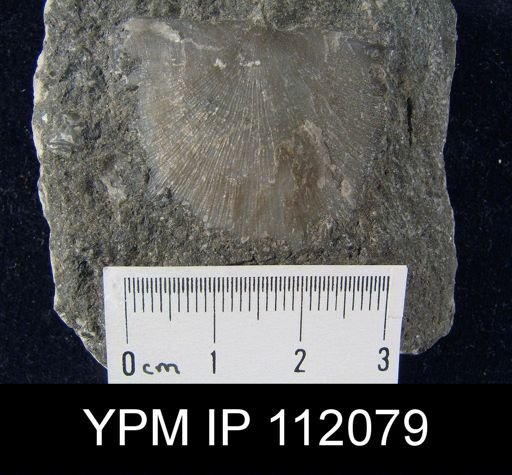 Strophomena filosa