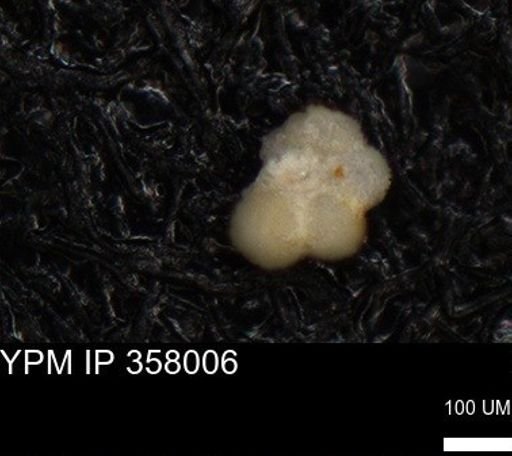 undet. Rugoglobigerinidae
