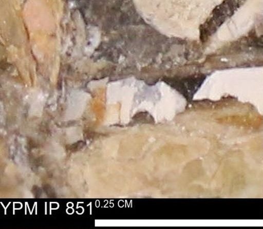 undet. Mollusca