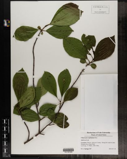 Plantae