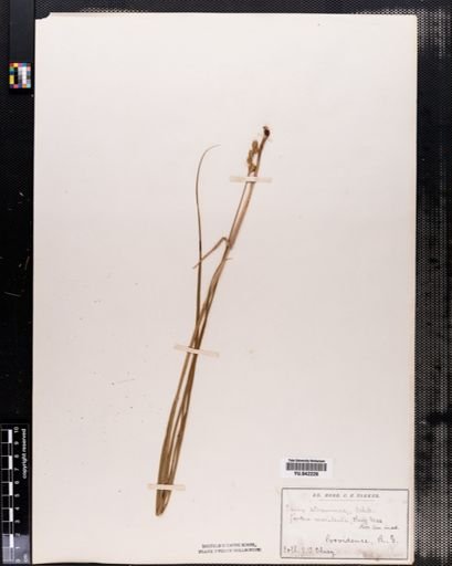 Carex tenera