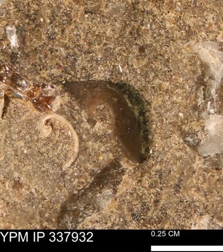 undet. Bivalvia