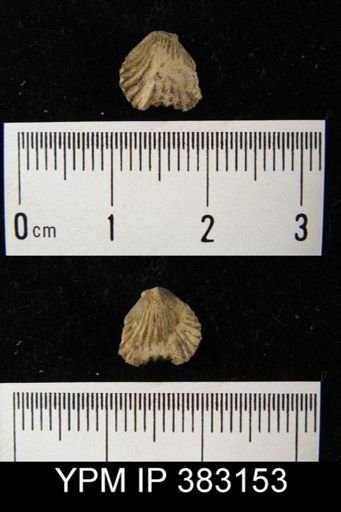 Camarotoechia sp.