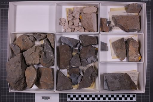 mixed taxa, stratigraphic collection