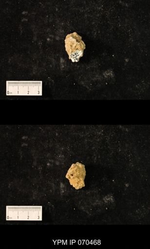 Favosites brownsportensis