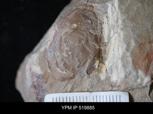 undet. Arthropoda