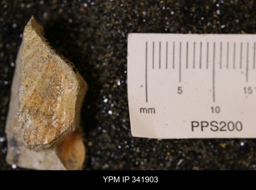Scaphitidae?; undet.