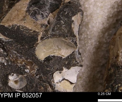 undet. Bivalvia