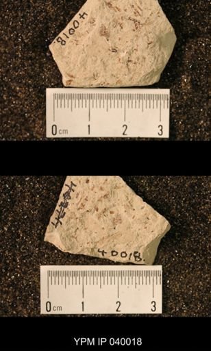 Palaeomanteidae