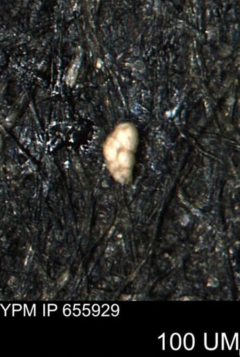 Ammobaculites euides