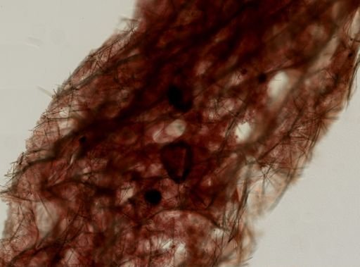 Halichondrida