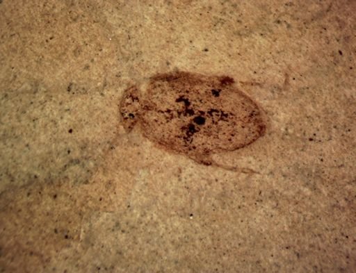 undet. Coleoptera