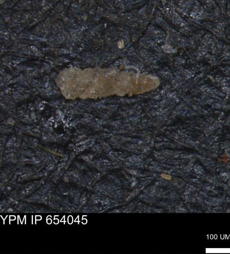 Verneuilinoides hectori
