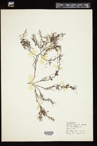 Sargassum pteropleuron