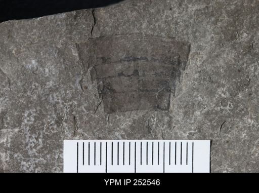 undet. Eurypterida