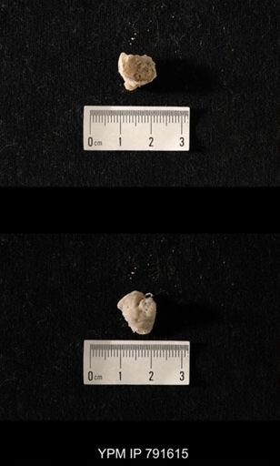 undet. Brachiopoda