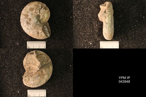 Hoploscaphites nicolletii