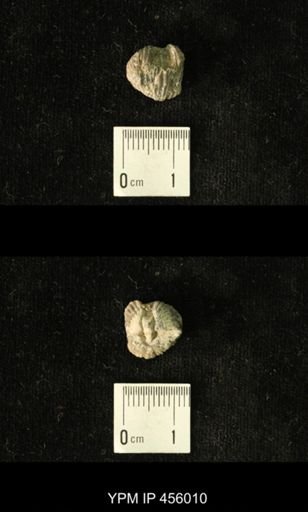Platystrophia amoena
