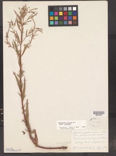 Epilobium ciliatum
