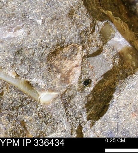 undet. Mollusca