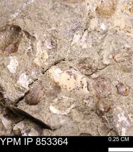 undet. Ammonoidea