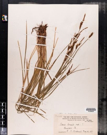 Carex debilis