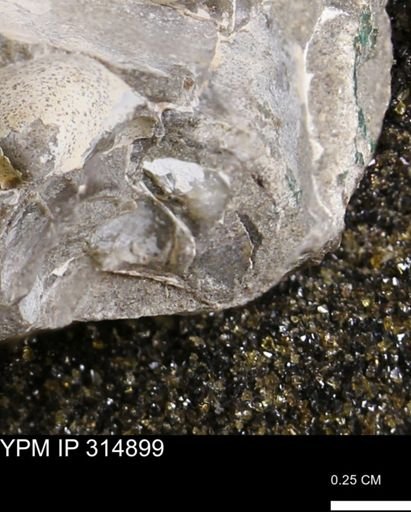 undet. Mollusca