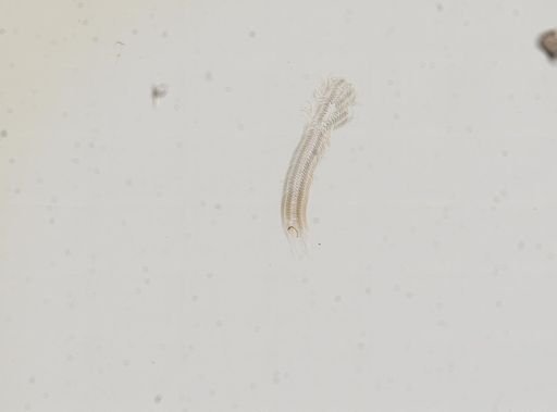 Amnicola limosus