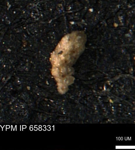 Verneuilinoides kansasensis