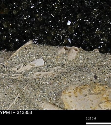 undet. Scaphopoda