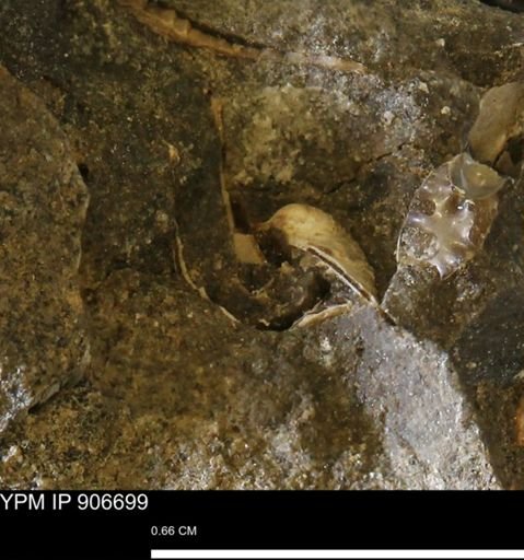 undet. Bivalvia
