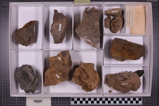 mixed taxa, stratigraphic collection