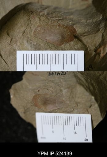 undet. Bivalvia