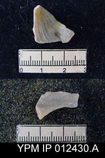 Spirifer triplicatus