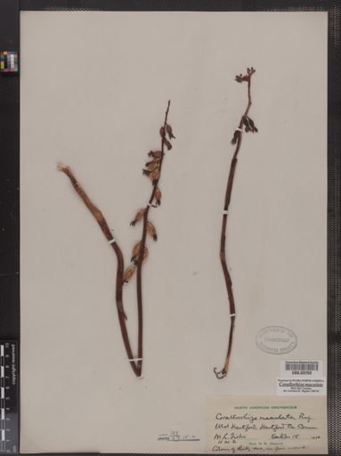 Corallorhiza maculata
