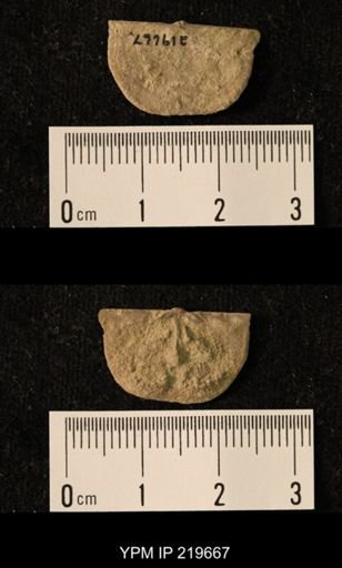 Chonetes granulifer