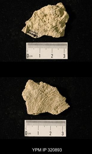 Juresania ovalis