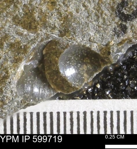 Protocardia subquadrata